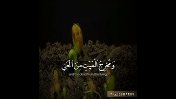 مشاري العفاسي سورة الانعام🍃