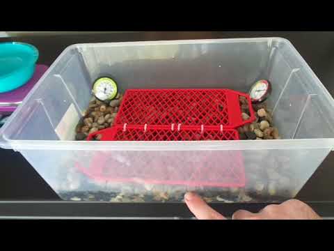 How I set up ball python eggs for incubation.