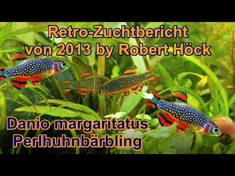 Video: Wie Sich Der Aquarienfisch Danio Reproduziert: Bedingungen