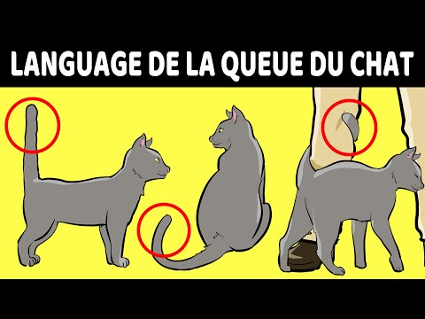Vidéo: La vérité sur la queue de chien