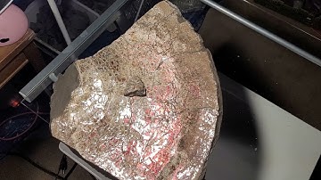 Alberta Ammolite Lesson with Fossil Dad: Female vs Males!!
