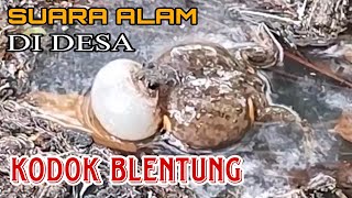 Kodok Blentung || Suara kodok nyanyi