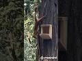 once in the park  #animals#nature#shorts
