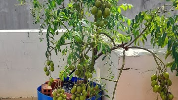 [04] Cách chăm sóc cây cóc Thái trồng chậu trên sân thượng