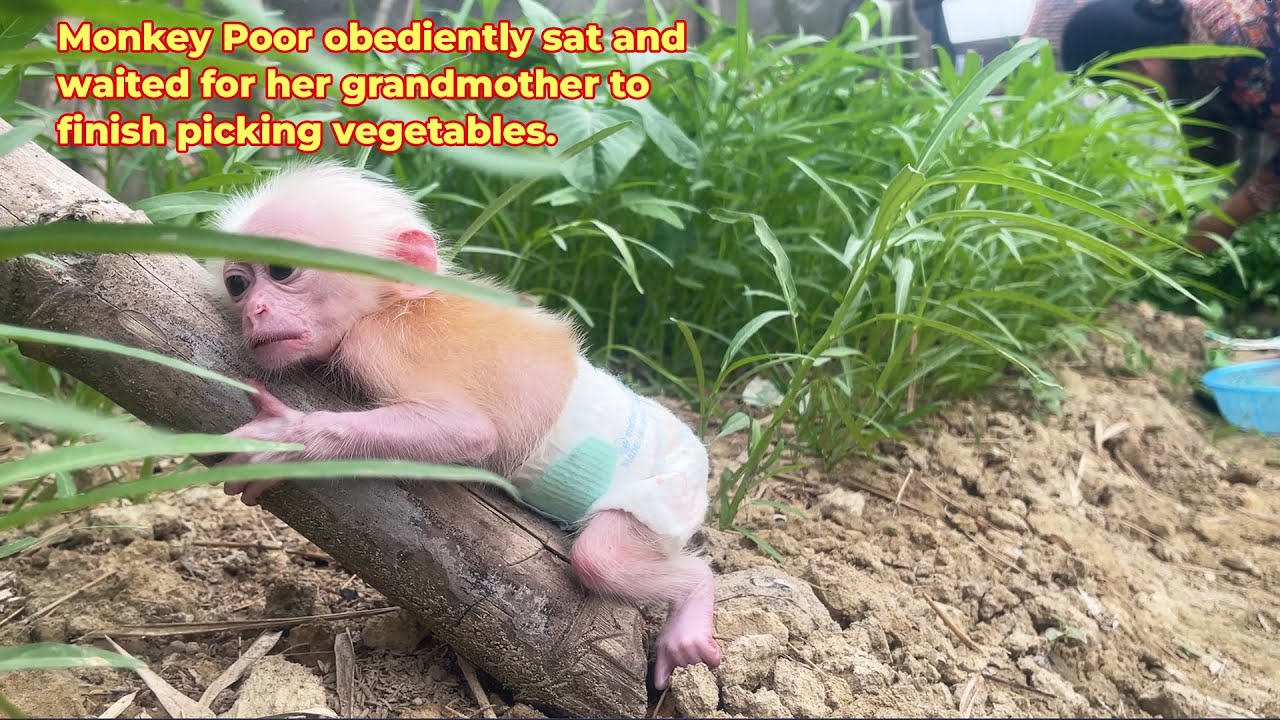 Poor Monkey obediently waits for grandma to harvest vegetables to cook!