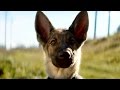 Собачья жизнь — Русский трейлер (2017)