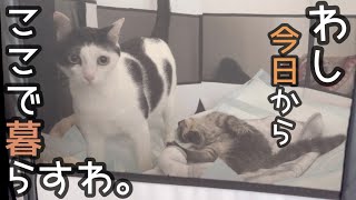 ウルンがジョーちゃんのお家で暮らすみたいです。