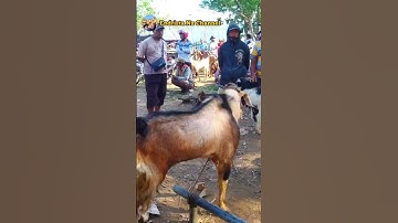 Thumbnail of Kambing jantan  jrabang Harga  3,7 jt. Pasar Durenan Trenggalek