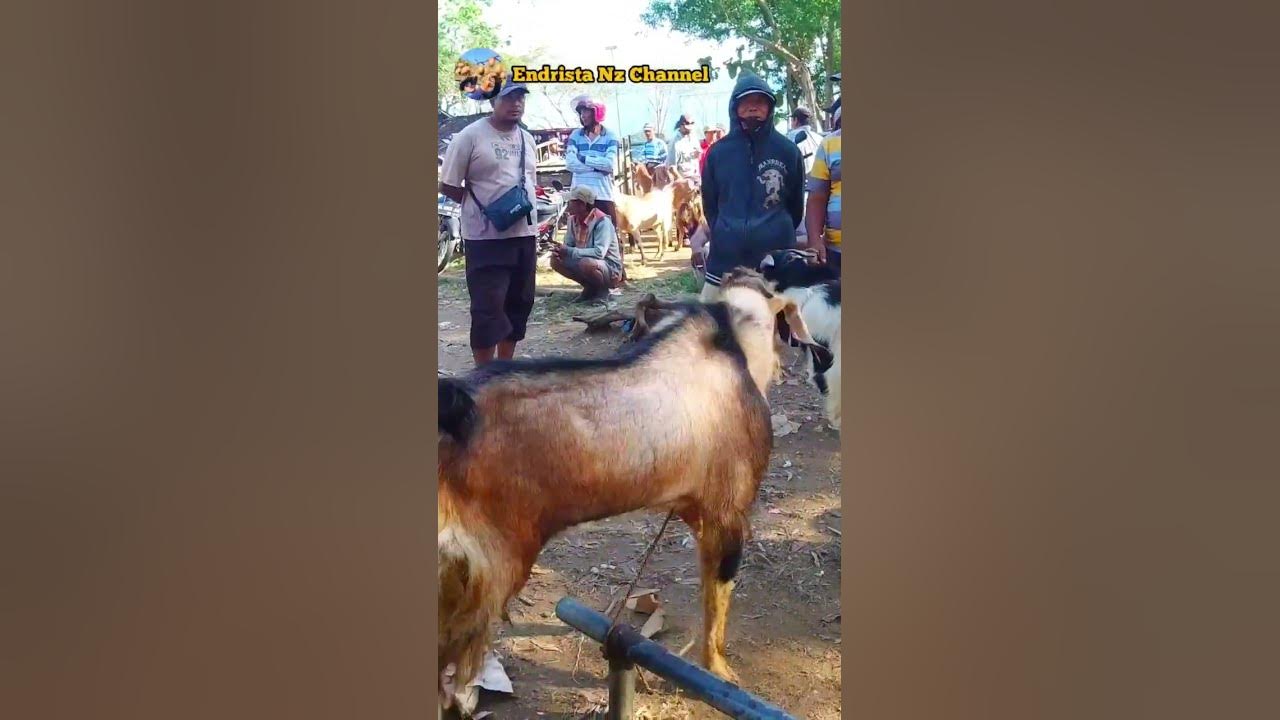 Kambing jantan  jrabang Harga  3,7 jt. Pasar Durenan Trenggalek