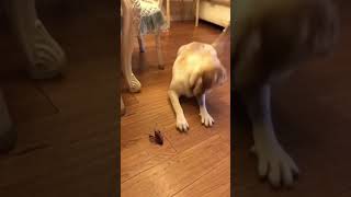 Dog & the Crayfish 🤣