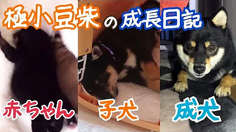 あずき 柴犬 画像 あずき 柴犬 画像