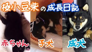 極小豆柴の赤ちゃん 子犬 成犬 成長記録 柴犬 Shiba Inu Dogs That Grows From A Puppy To An Adult Dog Youtube 極小豆柴の赤ちゃん 子犬 成犬 成長記録 柴犬 Shiba Inu Dogs That Grows From A Puppy To An Adult Dog Youtube