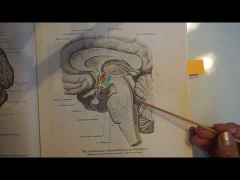 Cerebellum i IV moždana komora - predavanje iz Anatomije i Fiziologije čovjeka