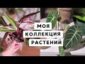 МОИ КОМНАТНЫЕ РАСТЕНИЯ 🌿 TAG #МОЯ_ЗЕЛЕНАЯ_КОЛЛЕКЦИЯ