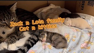 Zack and Lola family sweet kittens #kittens #kittenoftheday #cutecat