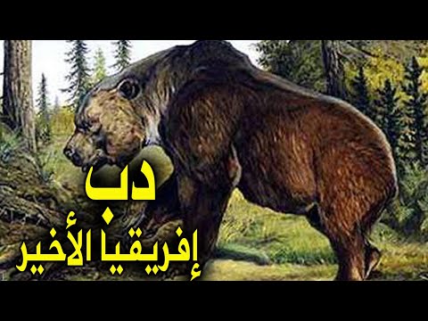 فيديو: هل توجد دببة في مانسيلونا ميشيغان؟