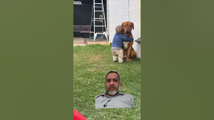 Heartwarming Moment as Child Embraces Do#dog#lovepat #usa#saudia#amrica #candia #usa