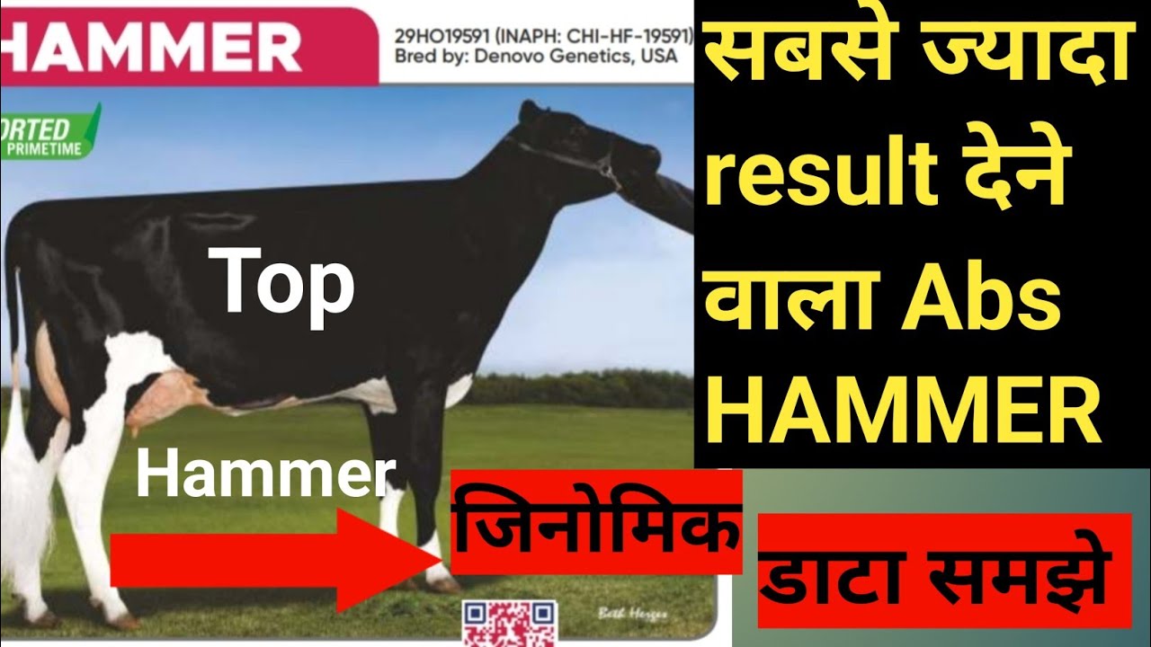 ABS HAMMER Bull का data कैसे करें breeding top hf bull abs HAMMER full