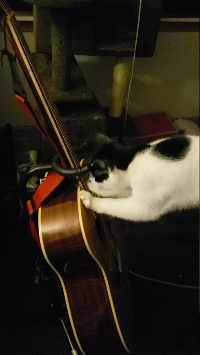 Acoustic Cat 🎶         when your kitty loves playing guitar too 😎
