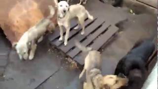 Zоо Hostel. Мини приют и передержка собак в Киеве видео Передержка собак в Одессе