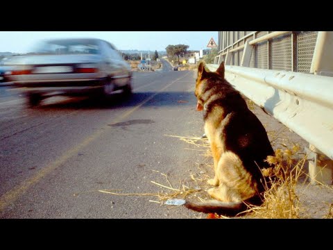 Video: Wie Ein Hund Seinen Besitzer Auswählt