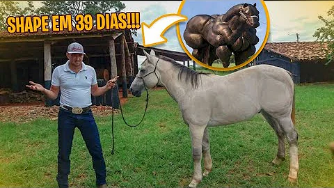 O que é bom para engrossar cavalo?