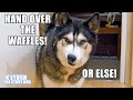 Husky Throws Food Because He Wants Waffles! Tantrum on Waffle Day!