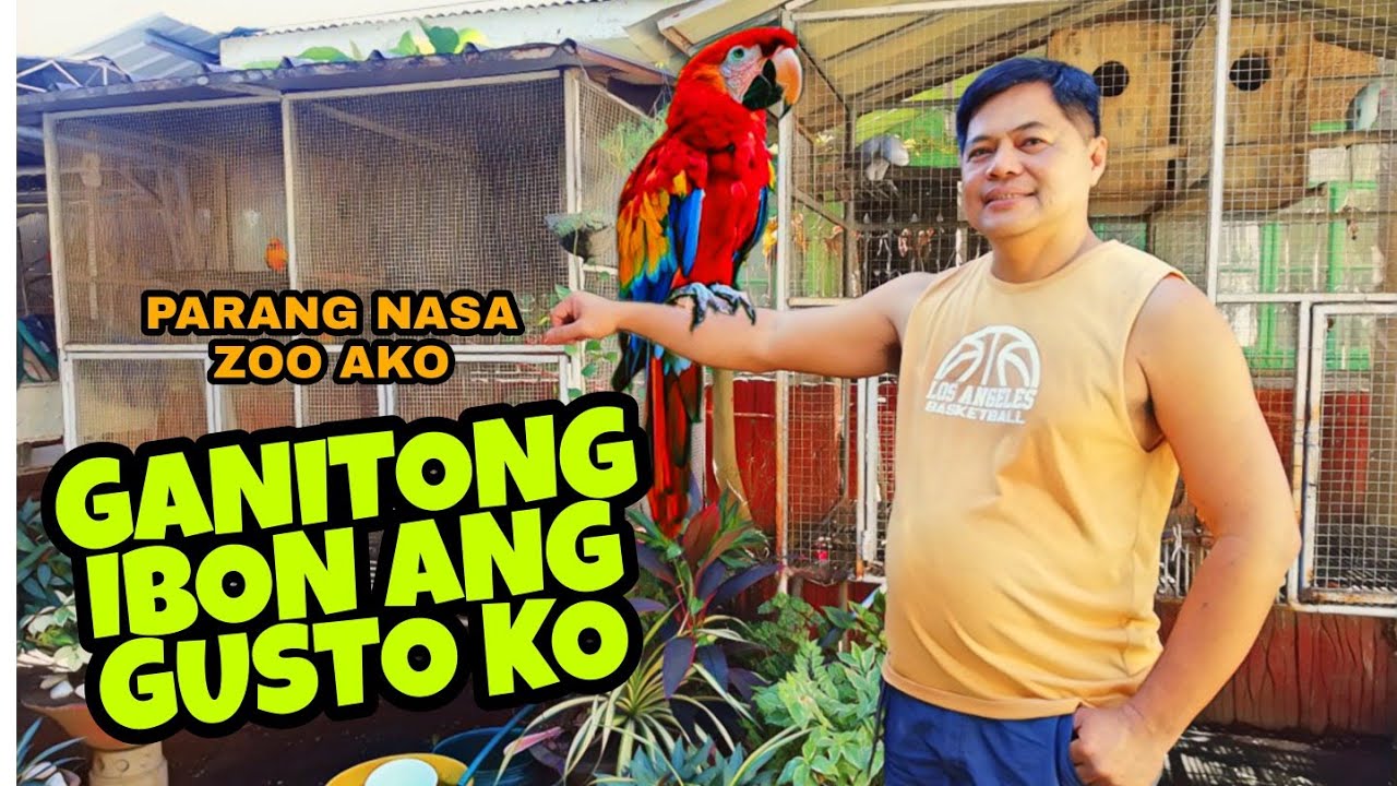 AMAZING BIRDS IN PLARIDEL BULACAN