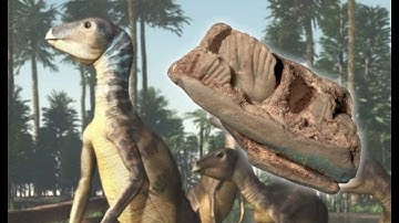 New Dinosaur Discovered In Opal | Dinosaur Of The Month