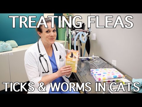 how-to-treat-fleas,-ticks-&-worms-in-cats