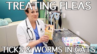 How To Treat Fleas, Ticks & Worms In Cats