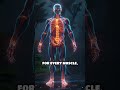 Pancreas Secrets: Insulin’s Hidden Power