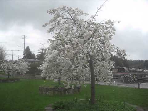 mt fuji cherry tree nz mt fuji flowering cherry trees canada mt fuji cherry tree nz mt fuji flowering cherry trees canada