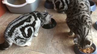 Love Beautiful Cats? Prepare to be amazed. by Robocats 344 views 1 year ago 39 seconds