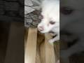 Dog 🐶 feeding food 🥩 #dog #spitz #cute #baby