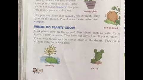Class 2 EVS Lesson-7 (Plants Around Us).  (ii)
