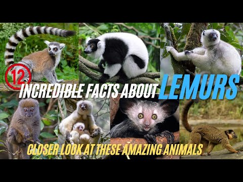 Video: Black lemur: biological description of the species, photo. lemur vari