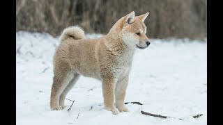 Shiba Inu Pups Discover the Wonder of Their First Snow! #shiba #shibainu #shibapuppy
