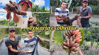 pescaria  de tilápia para vender na feira // colheita de cará gigante