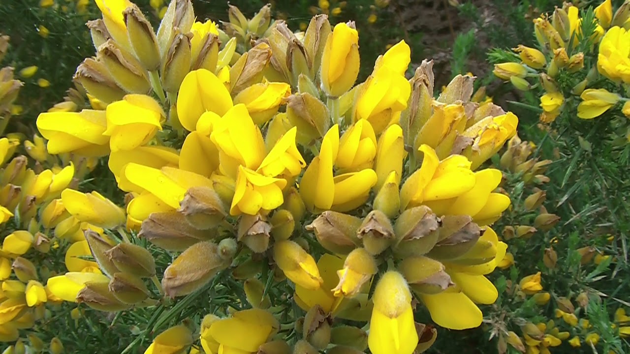 ESCAPADE EN BRETAGNE : LE GOLFE DU MORBIHAN - L'ÎLE AUX MOINES (MORBIHAN)