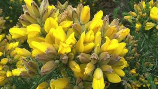 ESCAPADE EN BRETAGNE : LE GOLFE DU MORBIHAN - L'ÎLE AUX MOINES (MORBIHAN)