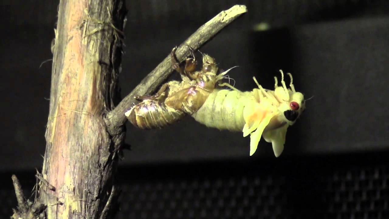 Cicada Molt