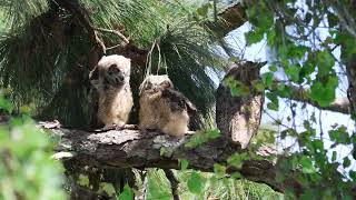 Great Horned Owl Family