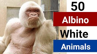 Top 50 Albino White Animals 🐻‍❄️🦙️🐘