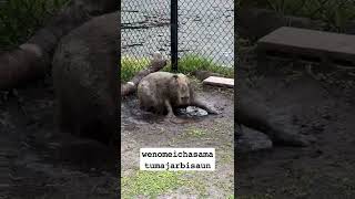 Wenomechainsama 🍉 #Capybara #Shorts