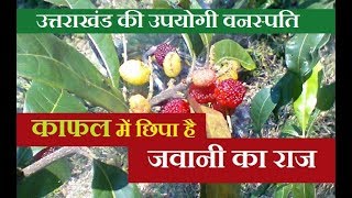 काफल में छिपा है जवानी का राज (Useful Fruits KAFAL)