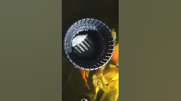 Hút mặt có răng hồ koi.