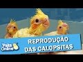 REPRODUÇÃO DAS CALOPSITAS -  Psita Online