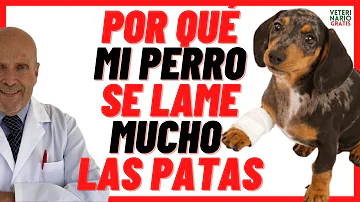 ¿Por qué mi perro se lame continuamente las patas delanteras?