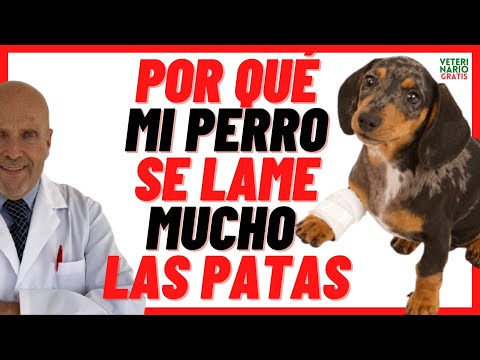 Video: ¿Por Qué Mi Perro Se Lame y Muerde Sus Patas?